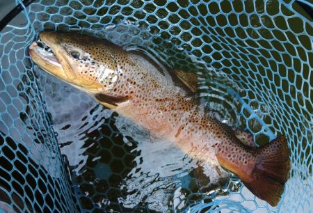 やる気満々のアマゴたち ～岡崎トラウトポンド～